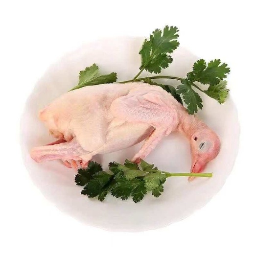 邢台乳鸽
