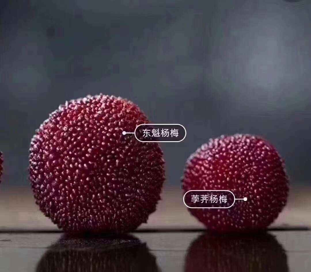 仙居东魅扬梅