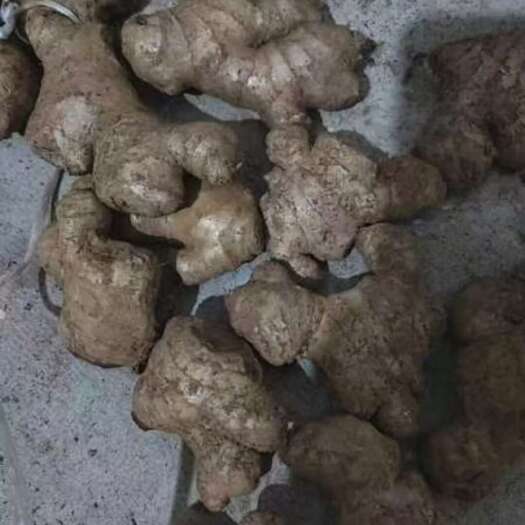 南充云南小黄姜贵州二黄