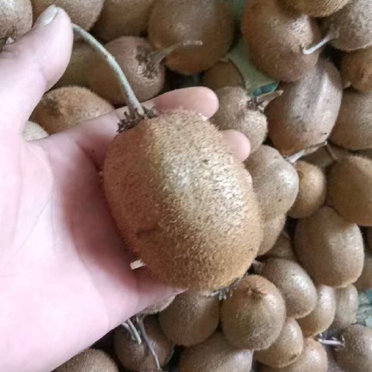饶阳县徐香猕猴桃