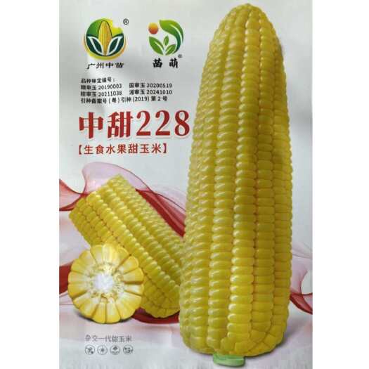 安仁县中甜228水果玉米种子杂交鲜食生吃玉米种籽大棒高产玉米种