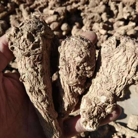 剑川县云南高海拔当归头，统货，干货，批发