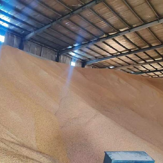 黑龙江哈尔滨干玉米粒 容重690g L 水分<14% 粮食