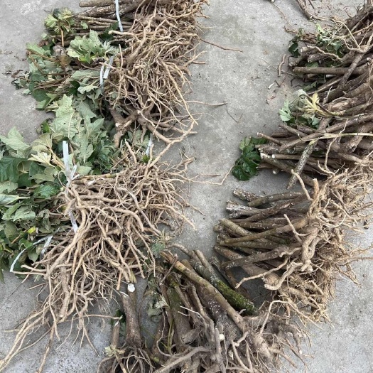 峨边县大通草 现挖通草苗通草根大通草花