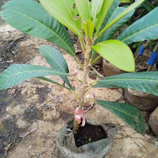 马加纳妈咪果苗