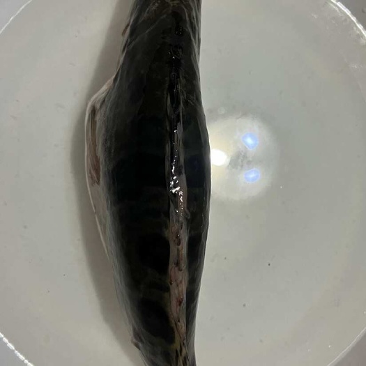 莆田水库鳜鱼打样1.5斤，两万条