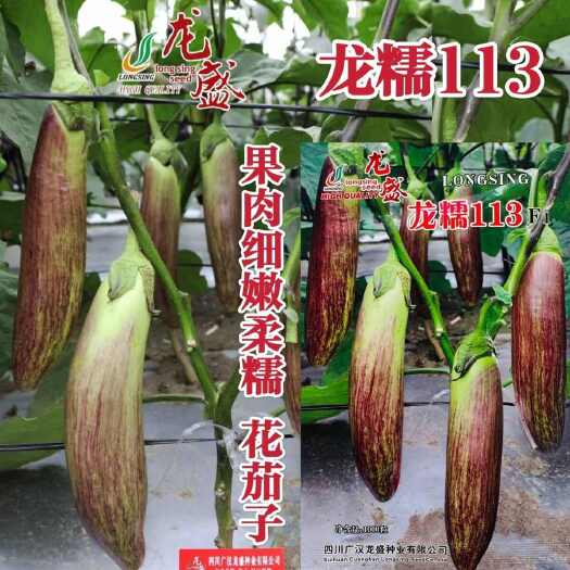 沭阳县龙糯113花茄子种子中熟竹丝长茄茄子种籽软糯面包茄种子春秋茄