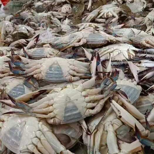 沈阳飞蟹