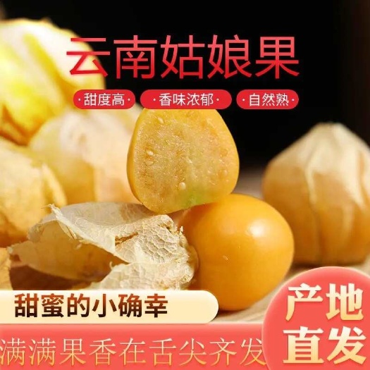 灯笼果姑娘果