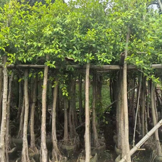 普宁市小叶榕5-25分，各种规格，大量低价出售