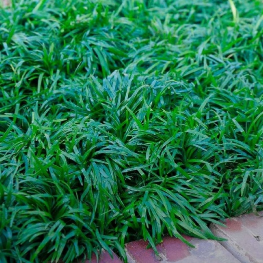 沭阳县高度15厘米玉龙草