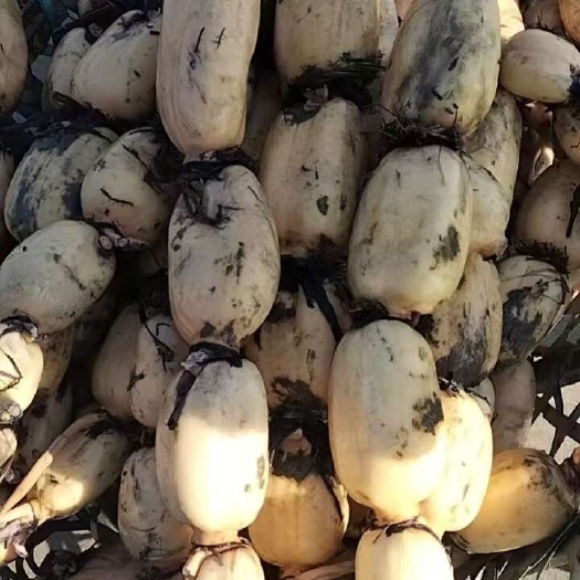 精品莲藕  产地直销  粉藕质量好  商超货