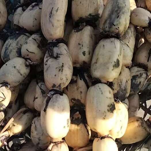 洋县精品莲藕  产地直销  粉藕质量好  商超货