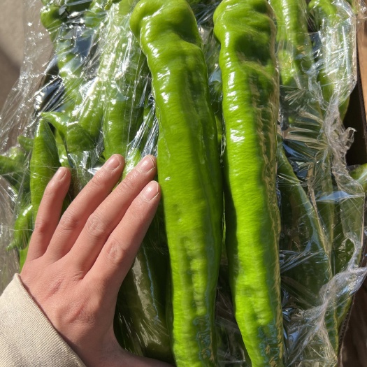 西昌市青皮树椒  黄皮树椒