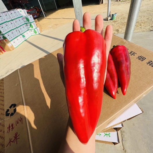 西昌市尖红椒