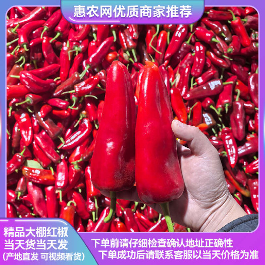 精品红椒 大红椒 红泡椒  产地直发 一手货源视频看货质量好