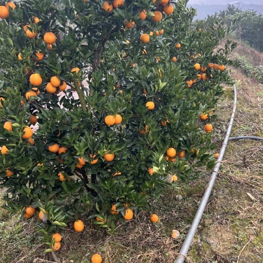出售冰糖橙