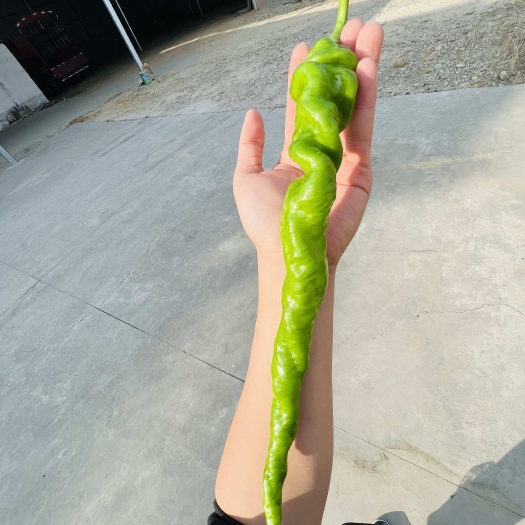 西昌市螺丝椒