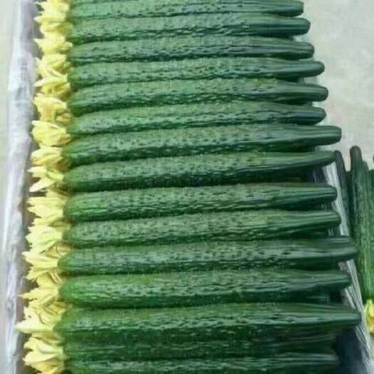 元谋县精品密刺黄瓜，诚信代办各种电商货，工厂货，食堂货