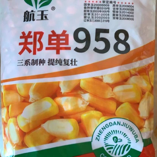 郑单958玉米种子农业优选品种大田种植饲料玉米种子籽