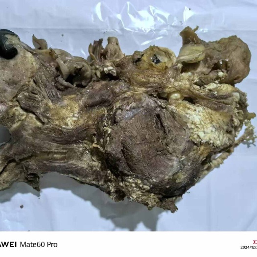 大厂县河北廊坊新鲜牛副产品 牛头直销 大厂回族自治县优质货源