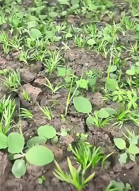 成都石菖蒲种子种苗