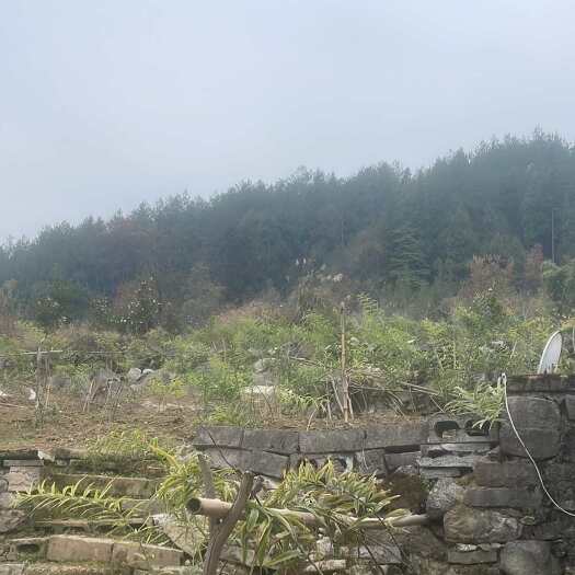 咸丰县黄精中药材 恩施土家族苗族自治州发货 可打粉切片 快递发货