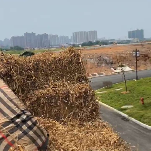 曲草