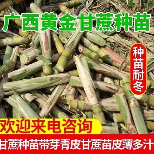 柳州广西黄金甘蔗种苗带芽青皮甘蔗苗皮薄多汁脆清甜适合南北方易种植