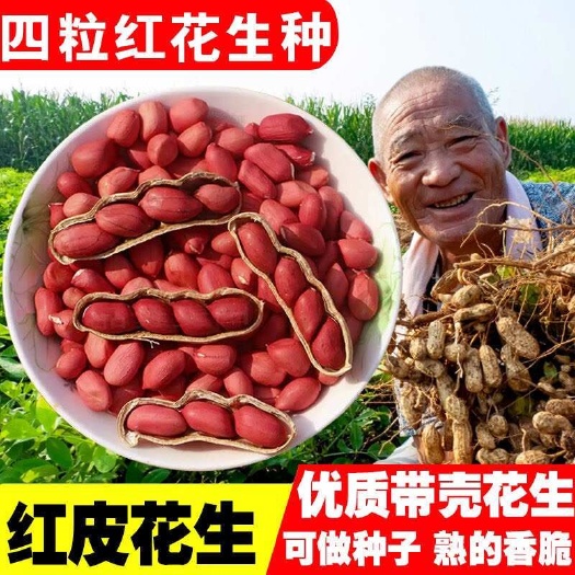 长沙红皮花生种子华一红109四粒红皮红肉花生种子出油多高产型大田