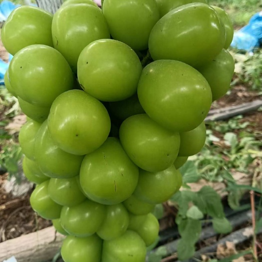 永济市阳光玫瑰精品货