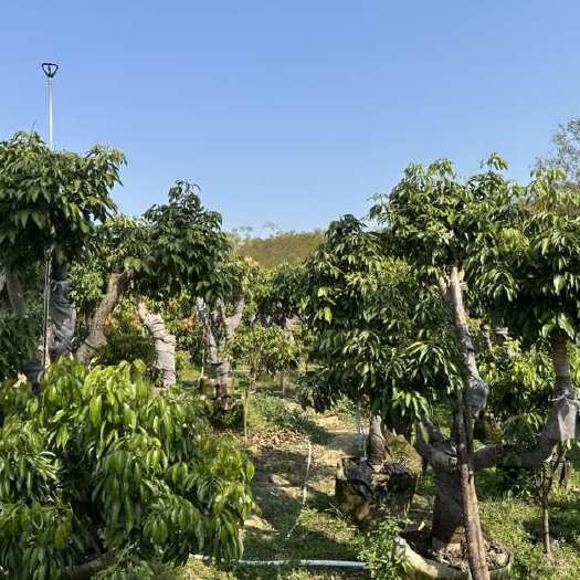 灵山县灵山精致、品类齐全、价格可谈、产地直营