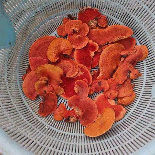 天然牛樟芝 红栓菌精品，可以直接下锅。