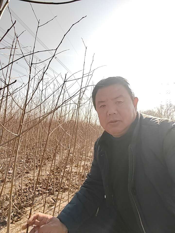 软枣苗  黑枣苗  君迁子苗  一年生