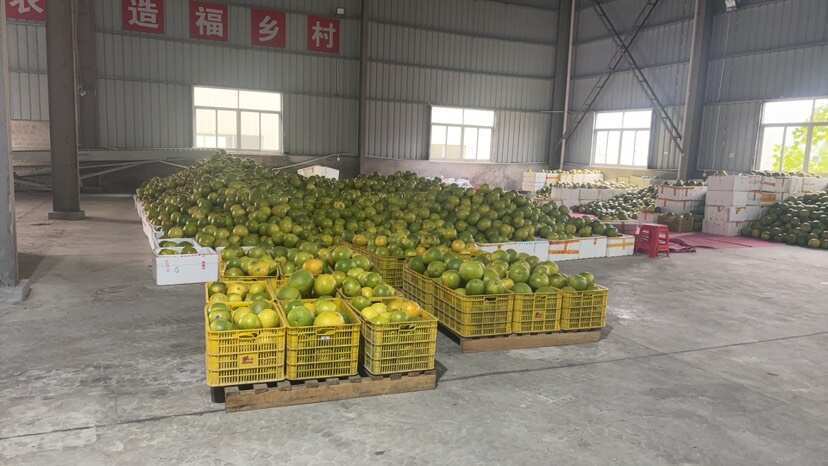 武平县国内种植翡翠青柚