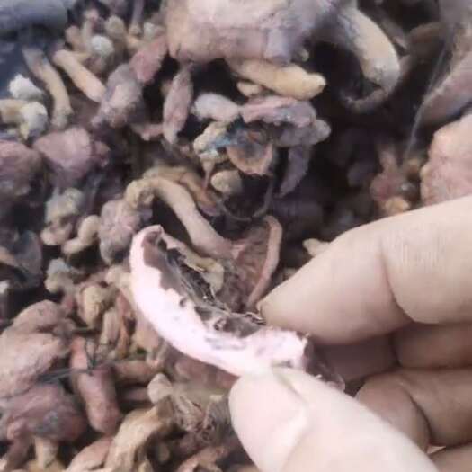 承德秋板肉蘑