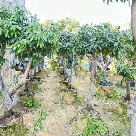 灵山县钦州荔枝、桂味、无核荔枝、香荔、等、各种规格、品类齐全、产地
