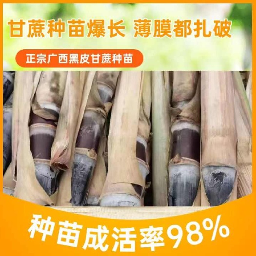 广西优质黑皮甘蔗苗供应 水果种苗专业培育 健壮种苗产地直发