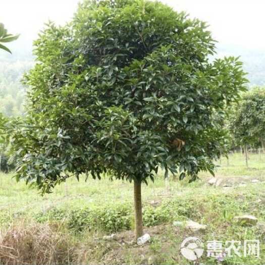 八月桂