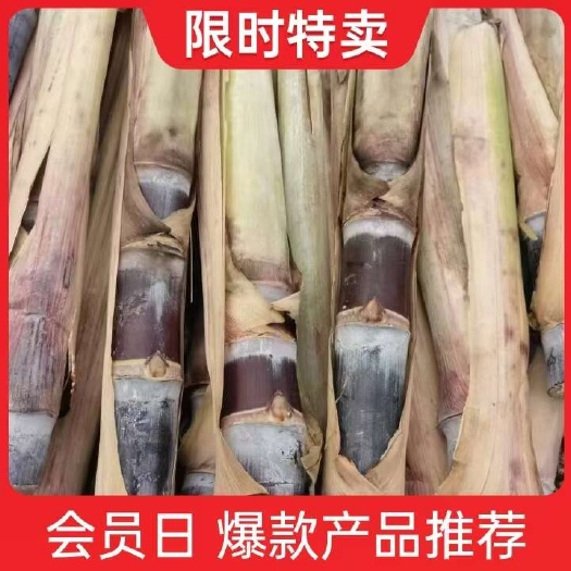 广西黑皮甘蔗苗 品质优良 源自产地批发供应 欢迎来电咨询