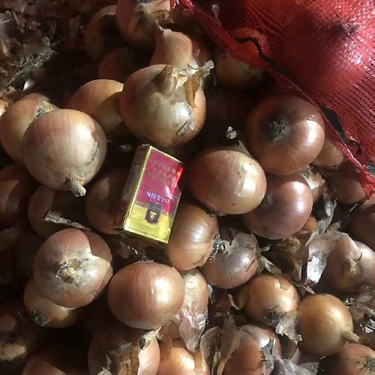 宁安市精品黄洋葱 紫葱