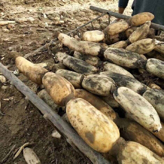 精品白莲藕需要的各位老板直接打电话联系