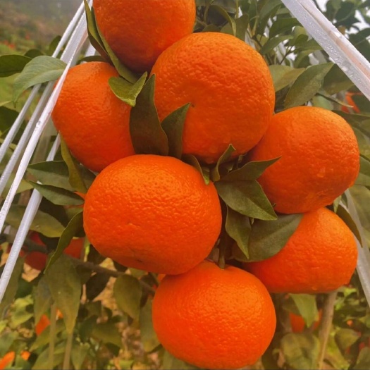 灌阳县桂林砂糖橘