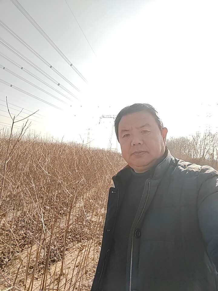 软枣苗  黑枣苗  君迁子苗  一年生