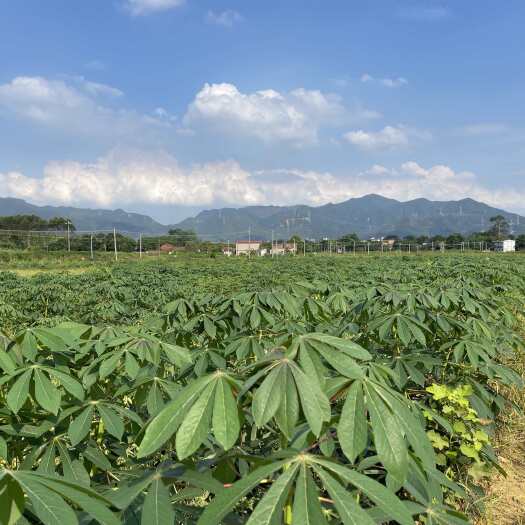 四会市黄金9号食用木薯出售