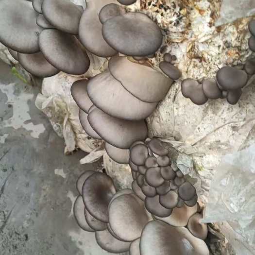 德阳平菇