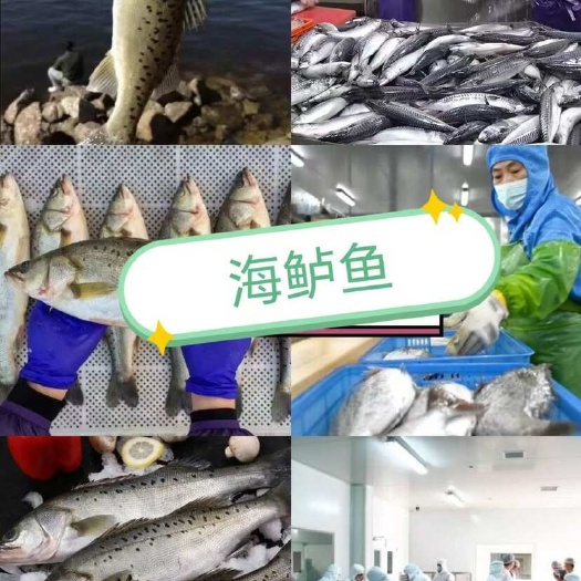 济南七星海鲈鱼活鱼原料，工厂直接发货，价格超低销售，全规格