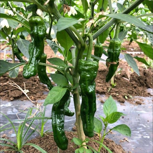 徐闻县广东精品小皱皮椒，大棚基地一手货源，承接全国电商批发市场