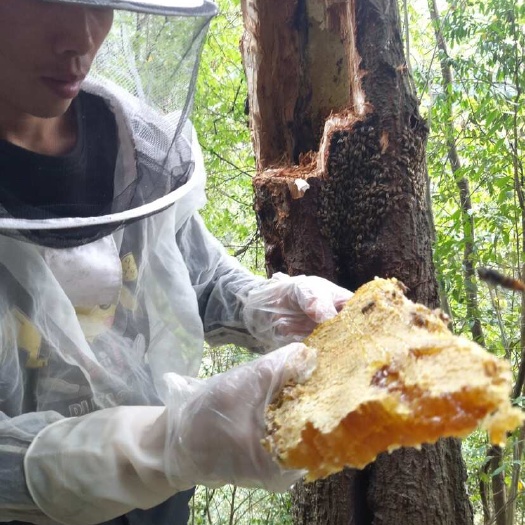 丹寨县贵州黔东南深山野蜂蜜