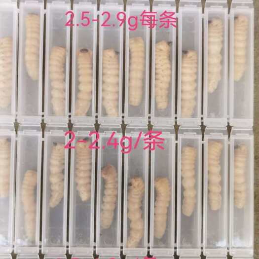 紫云县浙江正宗斗米虫云实树零售店